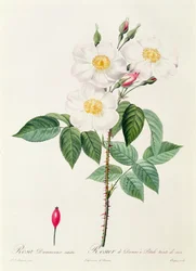 Rosa Damascena Subalba